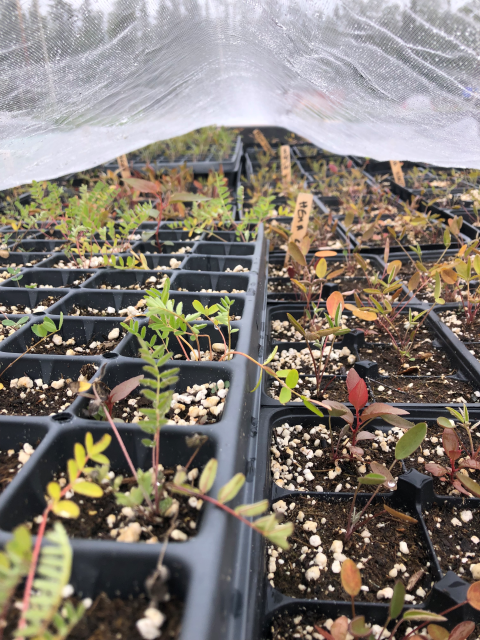 Astragalus alpinus (alpine milkvetch) and Hedysarum boreale sp. mackenziei (northern sweetvetch) seedlings grow in trays.