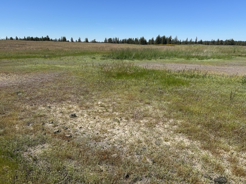 A vernal pool wetland at Turnbull National Wildlife Refuge in late May that is seasonally dry.