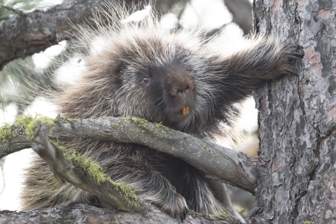 A porcupine in a tree. He is facing the camera with long orange teeth and a wide flat nose. His quills are glowing in the sun.
