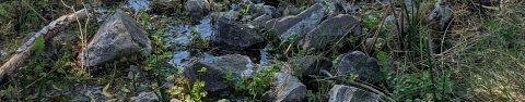 Several wet rocks found in a wet springs with leaves, twigs, and grasses