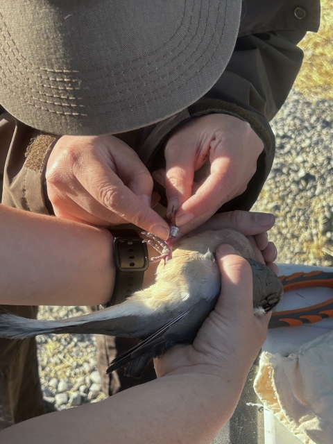 shot from above, person wearing hat bands bird