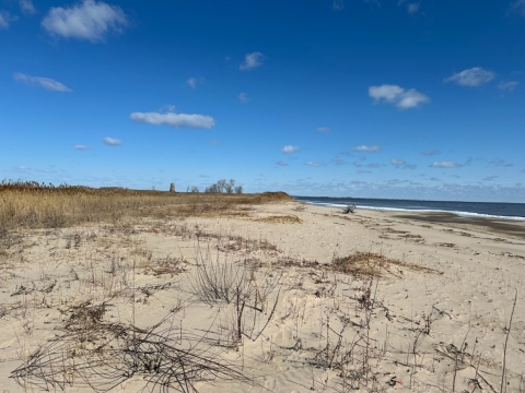 Open beach habitat with vegetative encroachment at Longtail Point on Green Bay in Wisconsin