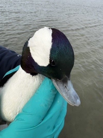 Male bufflehead duck held in gloved hand 