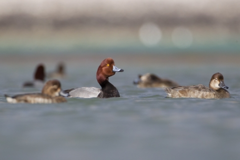 A group of redhead ducks