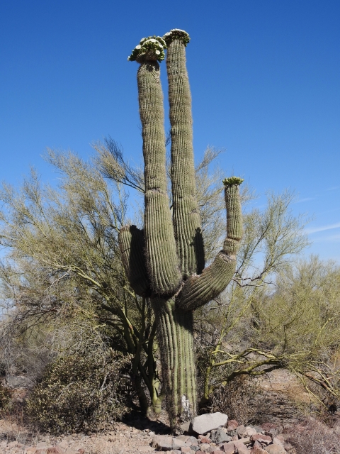 Saguaro cactus surrounded by other desert vegetation.