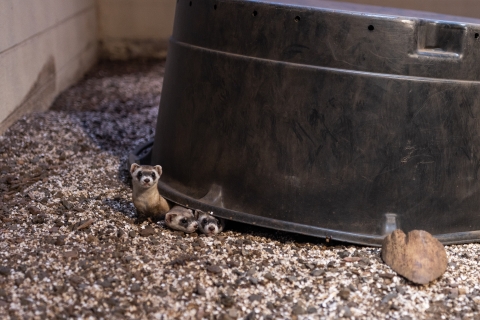 three ferrets stick their faces out from under a black rubber basin