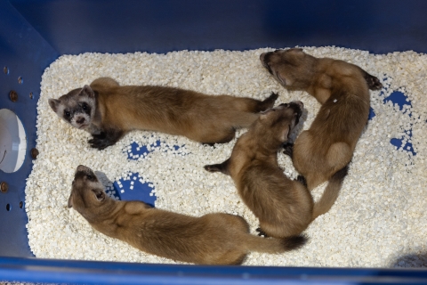 four ferrets in a blue den box with white material on the floor