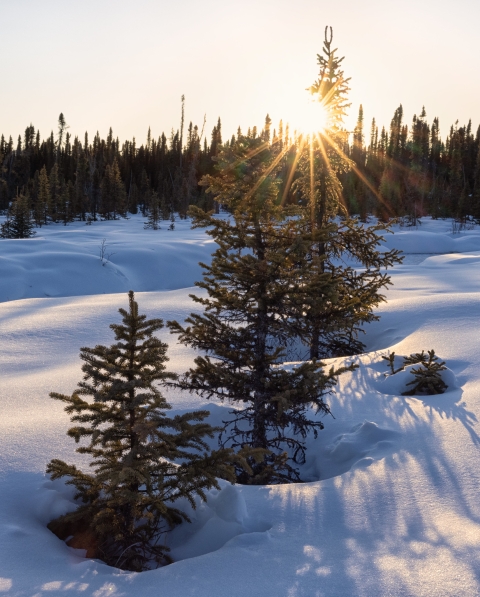 Winter landscape scene with the sun behind a group of trees