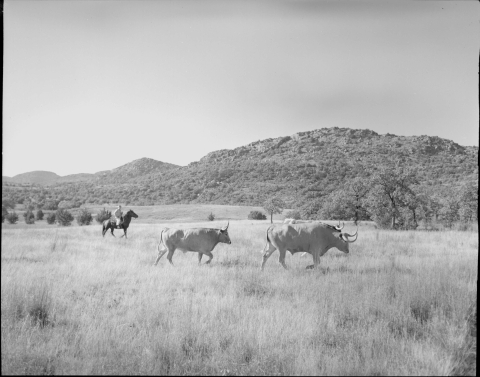 Two Longhorn steers (cattle), center, moving from left to right across a plain with tall grass. A man riding a horse watches them from the left of center middle distance. Several small trees and shrubs dot the background, and several mountain peaks rise on the horizon.