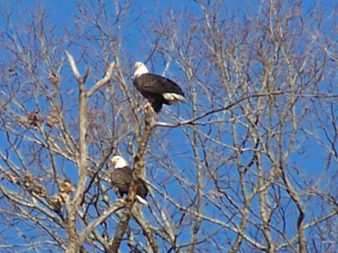 2 eagles
