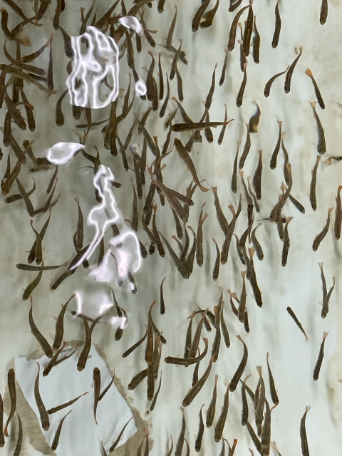 Small thin fish swimming underwater.