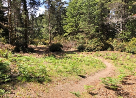 Cleared upland habitat for the seaside hoary elfin butterfly with recently planted kinnikinnick seedlings that serve as the butterfly's host plant
