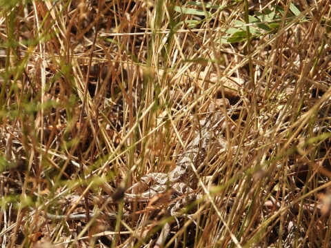 a tan and spotted lizard lays out in dried dead grass, blending into its home seamlessly