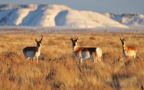 A group of pronghorn stand together amid sagebrush, a mountain is in the background. 