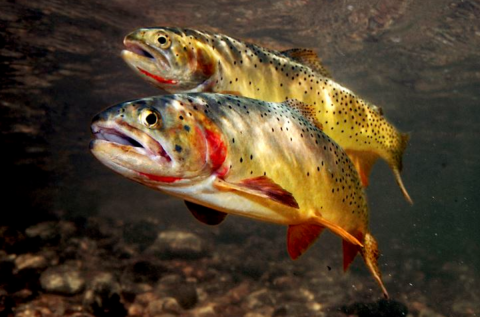 Two Cutthroat Trout