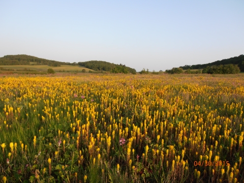 Field of golden paintbrush covering the landscape with tree-covered hills in the far distance and blue sky.