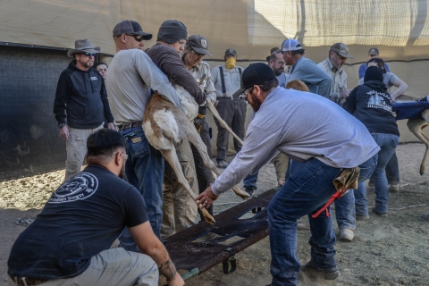 Two people hold a pronghorn while another two hold a stretcher and help guide the animal towards the leg openings in the stretcher.