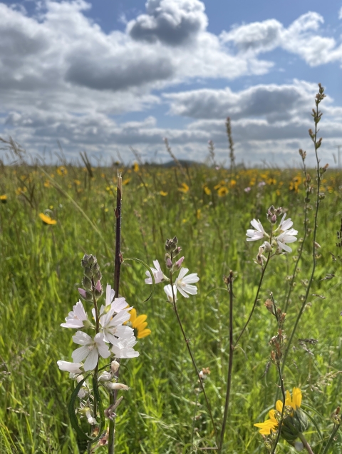 Close-up of white and yellow wildflowers within a meadow