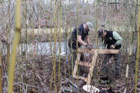Two people standing amidst cane plants looking at a large seive held up on legs.