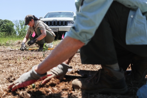 Two people kneeling in a plowed field, planting small plants