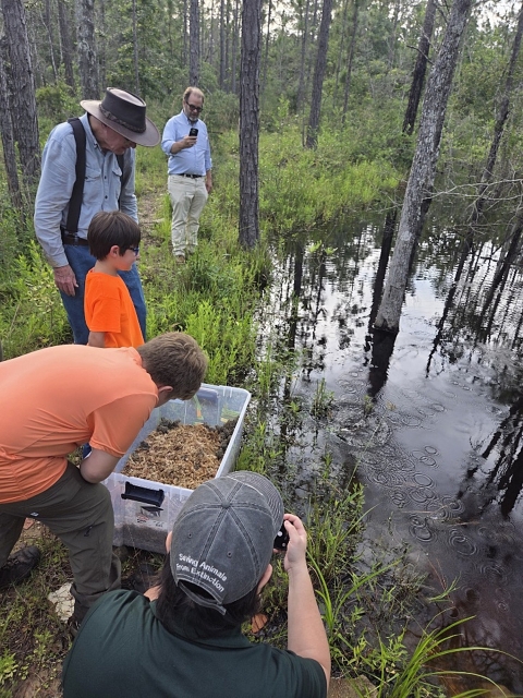 Five people stand at the edge of a pond, gathered around a tote on the ground that contains dusky gopher frogs.