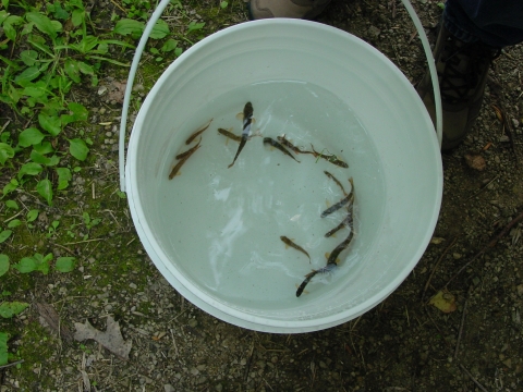 A white bucket filled with water and several small trout swimming around. 