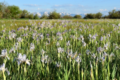  Field of small blue flowers with snow covered mountains in far distance