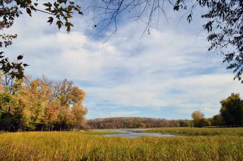 Blue sky fills up upper two thirds of frame with yellow fall foliage and wetland with grasses filling lower third
