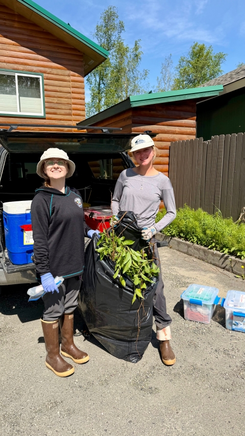 Homer Soil and Water Conservation District employees hold a black garbage bag full of invasive Prunus tree seedlings.