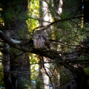 Saw Whet Owl in Tree