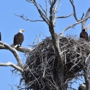 Nesting Eagles