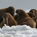 Pacific walrus-big brown rest on sea mammals with long tusks- rest on sea ice off the coast of Togiak National Wildlife Refuge in Alaska.