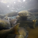 fall chinook salmon with black spots on its tail and upper half of its body