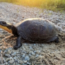 Blanding's Turtle crossing a sandy rocky footpath