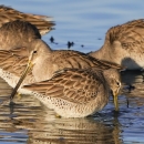 Long-billed dowitcher shorebirds foraging in shallow water.