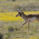 A Sonoran pronghorn runs through a field of yellow flowers.