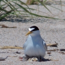 A white, black and grayish least tern sits facing the camera on a sandy beach. Her chick is visible underneath her.