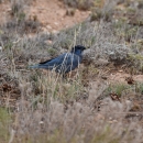 a pinyon jay standing on the ground surrounded by patchy vegetation