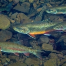 Seven Brook Trout fish swimming in water with rocks underneath them
