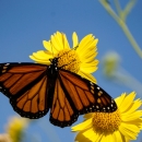 A monarch butterfly on a yellow flower