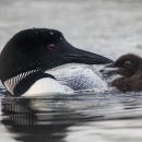 Black and white bird with black bill next to a small fuzzy black chick