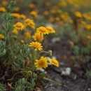 yellow daisy like flowers