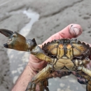 A person holds a European Green Crab in their hand. The crab has one pincher in the air.