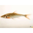 Small fish in water