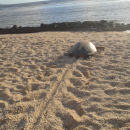 A green sea turtle makes its way from its nest to the ocean.