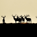 Herd of elk standing on top of hill