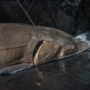 Closeup of lake sturgeon swimming in the Niagara River.