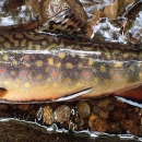 Brook trout