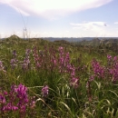 Wildflowers with Missouri River Breaks in background
