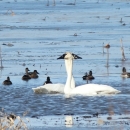 Swans at Delair Division of Great River National Wildlife Refuge